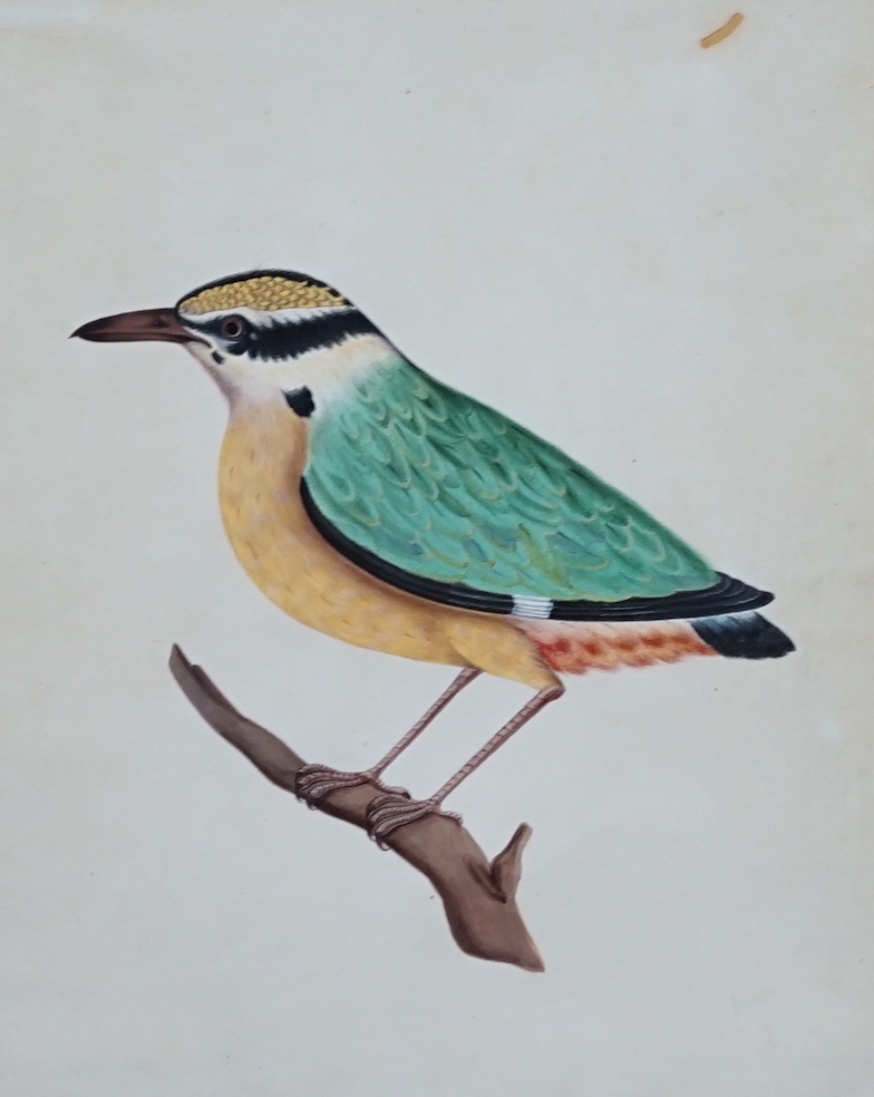 19th Century South Indian School, ink, gouache and watercolour, White Breasted Kingfisher, inscribed verso, 23 x 18.5cm